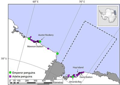 Quantifying the role of iron recycling by Adélie and Emperor penguins over the austral spring and summer in Prydz Bay